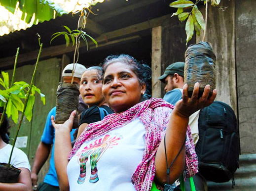 Image: A co-op member holds saplings ready for planting.